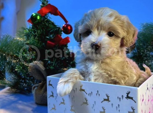 Maskeli̇ Malti̇poo Bebekleri̇mi̇z
