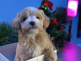 Maskeli̇ Malti̇poo Bebekleri̇mi̇z