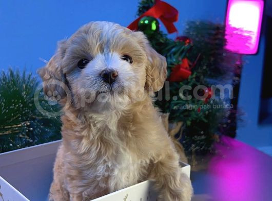 Maskeli̇ Malti̇poo Bebekleri̇mi̇z görsel