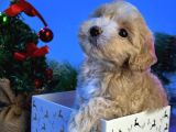 Maskeli̇ Malti̇poo Bebekleri̇mi̇z