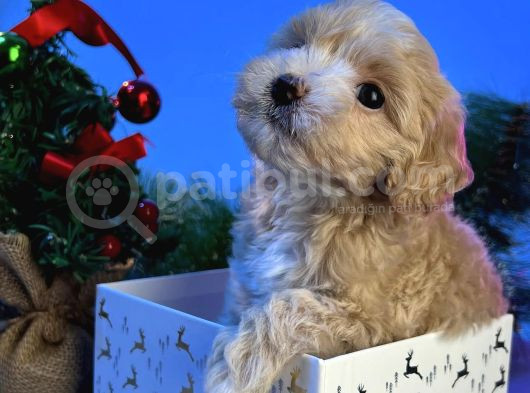 Maskeli̇ Malti̇poo Bebekleri̇mi̇z görsel