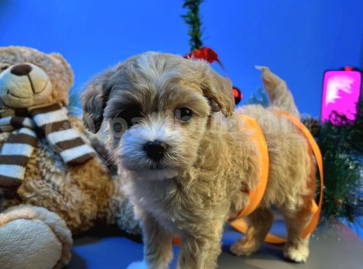 Malti̇poo Yavrularimiz