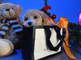 Malti̇poo Yavrularimiz