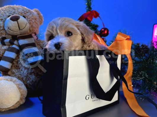 Malti̇poo Yavrularimiz görsel