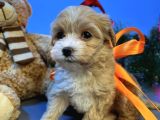 Malti̇poo Yavrularimiz