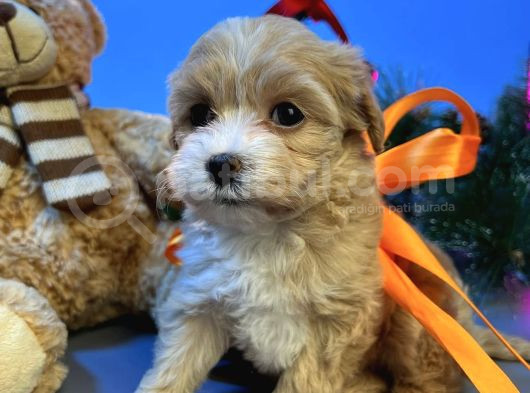 Malti̇poo Yavrularimiz görsel