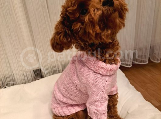 Çift Yumurtalıklı Orjinal Toy Poodle görsel