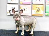 Full Aşili Karneli̇ Li̇lak Tan Erkek French Bulldog