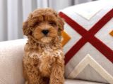 Güzeller güzeli maltipoo yavrum