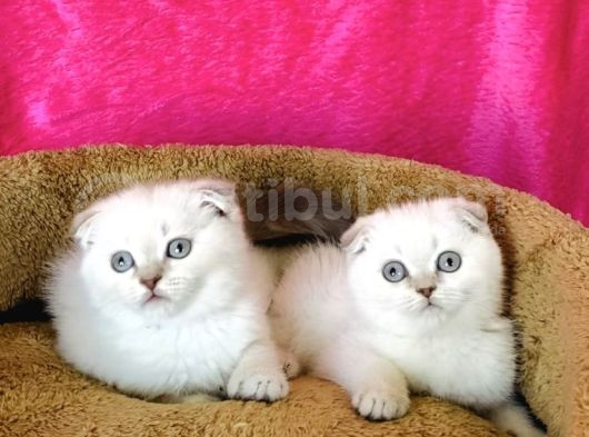 Show Kalite Lynxpoınt Scotısh Fold