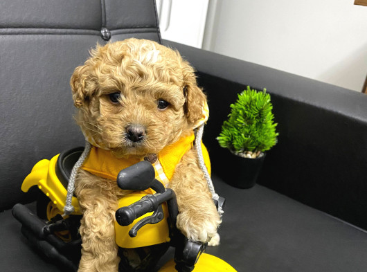 Veteriner kontrolüyle F1 maltipoo yavrular
