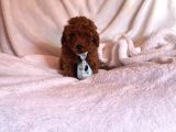 Toy Poodle Ev Ortamından Yavrularımız