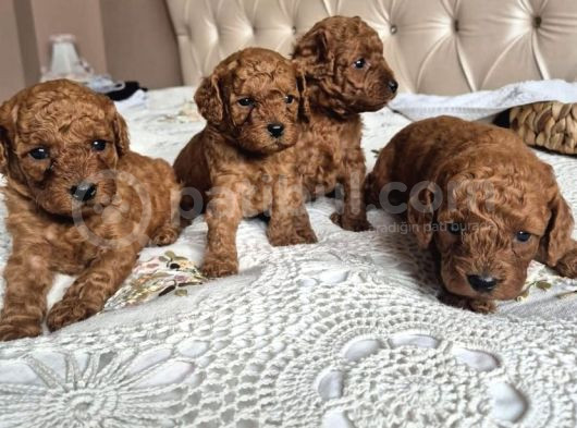 TOY POODLE ANNE ALTINDAN