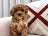 Güzeller Güzeli Maltipoo Yavrum