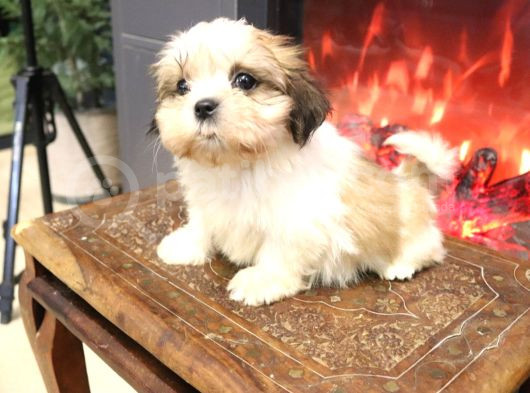 Safkan Shih Tzu Yavruları 2 Erkek Parazit Karma Aşı Yapıldı görsel
