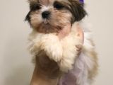 Safkan Shih Tzu 2 Erkek Yavru Parazit Ve Aşı Yapıldı