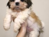 Safkan Shih Tzu 2 Erkek Yavru Parazit Ve Aşı Yapıldı