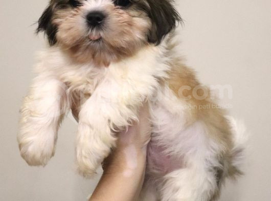 Safkan Shih Tzu 2 Erkek Yavru Parazit Ve Aşı Yapıldı görsel