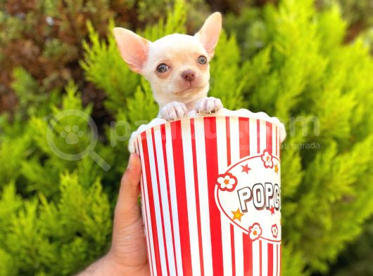 White Chihuahua görsel