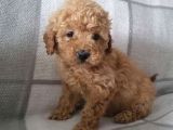 Poodle Ayarin Da Malti̇po Yavrulari