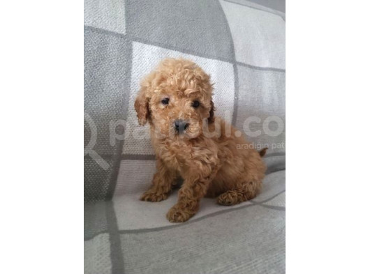 Poodle Ayarin Da Malti̇po Yavrulari görsel