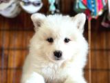 Ayi̇ Yavrusu Samoyed A Kali̇te Irk