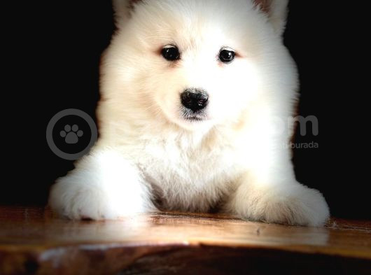 Ayi̇ Yavrusu Samoyed A Kali̇te Irk