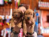 En Akıllı Apartman Köpeği A Scrli̇ Toy Poodle