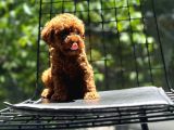 Sağlık Garantili Eşsiz Güzellikteki Toy Poodle Yavrularım