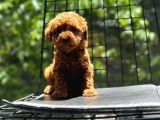 Sağlık Garantili Eşsiz Güzellikteki Toy Poodle Yavrularım