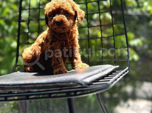 Sağlık Garantili Eşsiz Güzellikteki Toy Poodle Yavrularım görsel