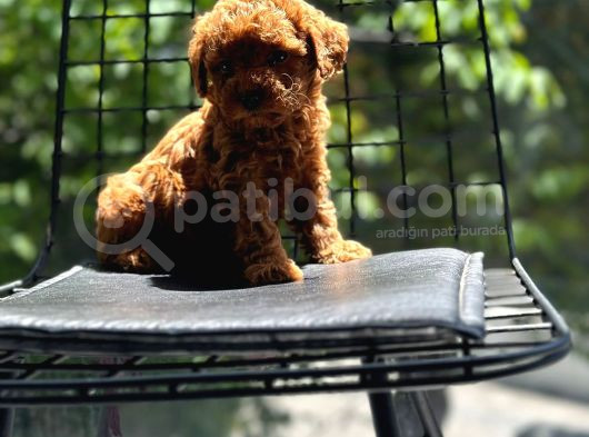 Sağlık Garantili Eşsiz Güzellikteki Toy Poodle Yavrularım görsel