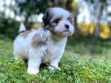 Veteriner Kontrolüyle Tea Cup Morkie Yavru