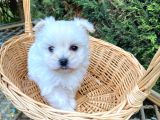 Veteriner kontrolüyle orijinal Kore maltese