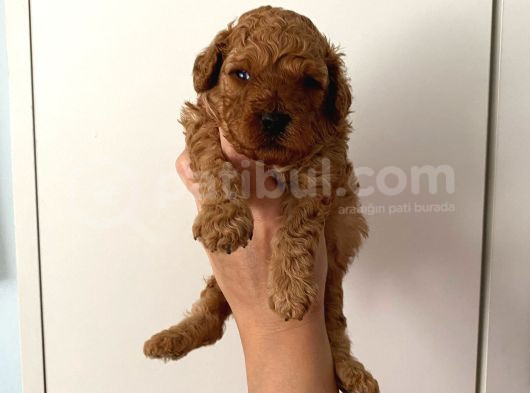 Anne Altından Safkan Toy Poodle Yavrularım görsel