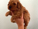 Evde Bakılan Sağlık Ve Irk Garantili Poodle Bebek