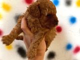 Ev Doğumlu Sağlık Garantili Orjinal Poodle Kuzular