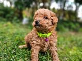 Ev Doğumlu Poodle Bebek