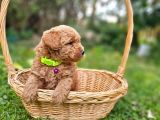 Ev Doğumlu Poodle Bebek