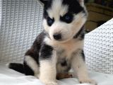 Veterinerden Garantili Husky Yavrular