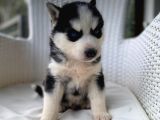 Veterinerden Garantili Husky Yavrular
