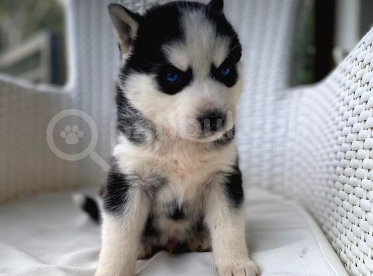Veterinerden Garantili Husky Yavrular görsel