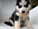 Veterinerden Garantili Husky Yavrular