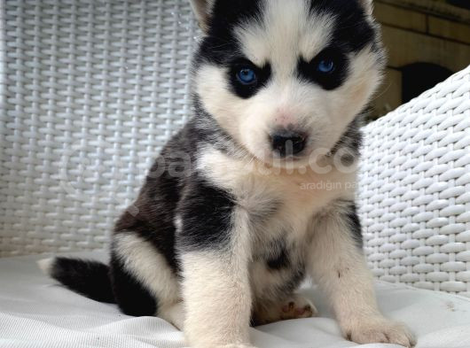 Veterinerden Garantili Husky Yavrular görsel