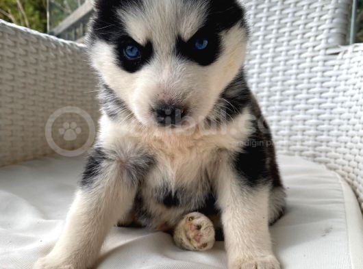 Veterinerden Garantili Husky Yavrular