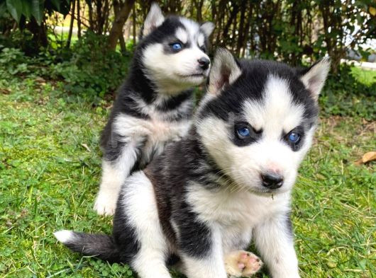 Safkan Veteriner Kontrolüyle Husky Yavrular görsel