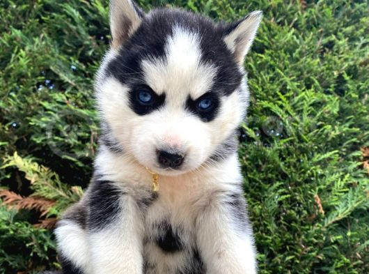 Safkan Veteriner Kontrolüyle Husky Yavrular görsel