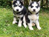 Hari̇ka Anatomi̇k Yapisiyla Orji̇nal Husky Yavrular