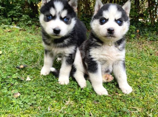 Hari̇ka Anatomi̇k Yapisiyla Orji̇nal Husky Yavrular görsel