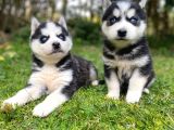 Hari̇ka Anatomi̇k Yapisiyla Orji̇nal Husky Yavrular